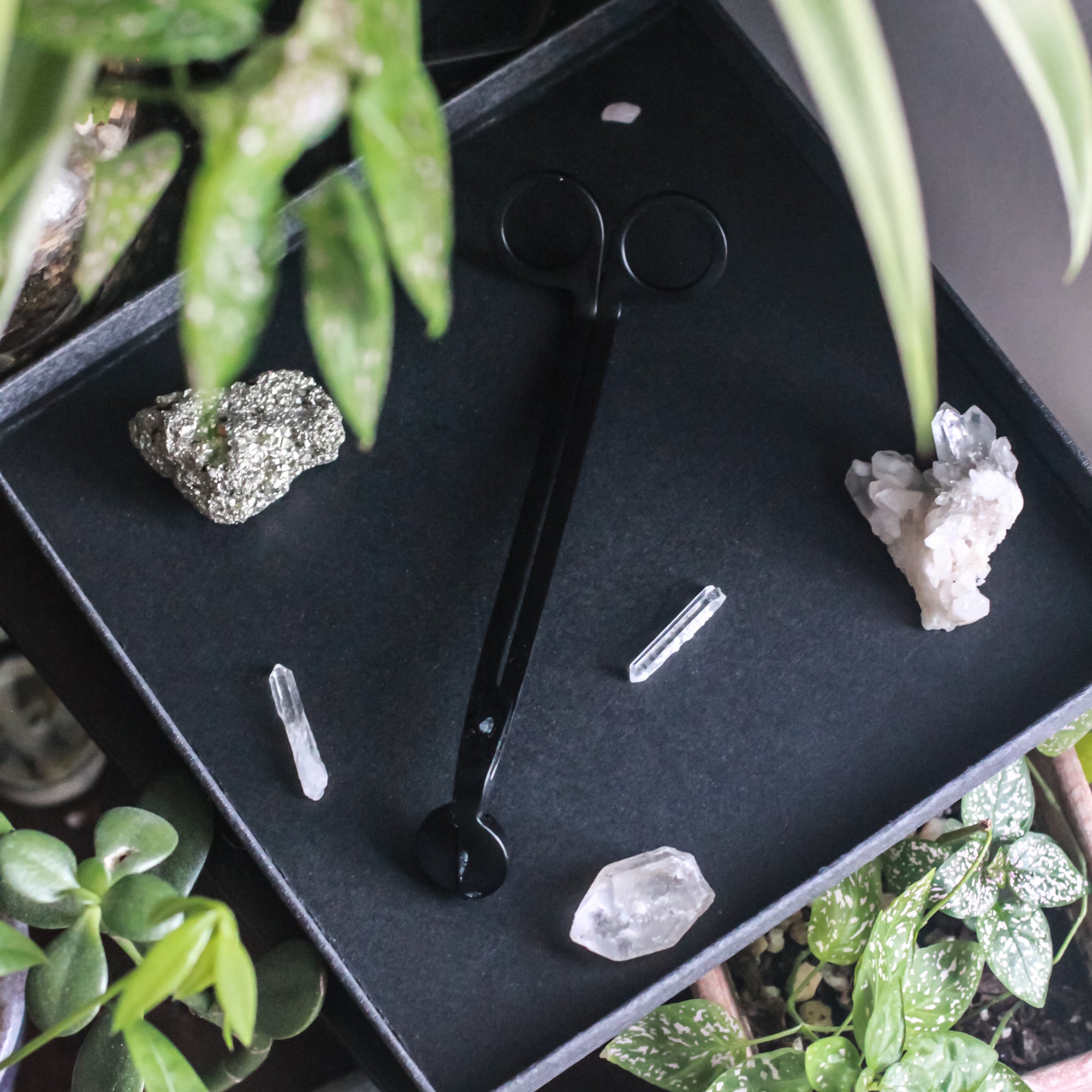 A black matte wick trimmer is viewed from above. It rests on a dark navy blue square tray with a few crystals resting on it as well. In the corners of the photo, green house plants peak into frame.